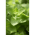 apfelminze_pflanze_wasserbauer-2.jpg_w413.png